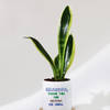 Shop Father's Day Snake Plant In Ceramic Pot For Grandpa