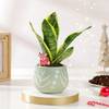 Festive Snake Superba Plant With Terracotta Pot