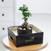 Buy Ficus Microcarpa Bonsai in a Metal Planter