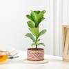 Gift Fiddle Leaf Fig In Desert Lines Pot