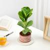 Buy Fiddle Leaf Fig In Desert Lines Pot