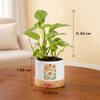Gift Floral Charm Money Plant