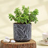 Gift Flourishing Jade Plant in a Leaf Design Ceramic Planter
