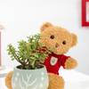 Gift Forever Green Teddy And Jade Plant Combo