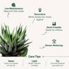 Shop Forever Yours - Haworthia Succulent With Planter