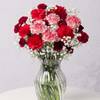 Frostberry Christmas Carnations Bouquet