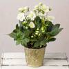 Frostbloom Hellebore Christmas Plant