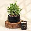 Buy Gift-Worthy Jade Plant in a Metal Planter