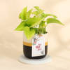 Golden Aura Money Plant for Mum