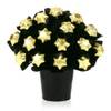 Golden Star Celebration Chocolate Bouquet