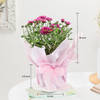 Shop Graceful Chrysanthemum And Pink Wrap Planter