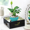 Buy Graceful Mother's Day Peace Lily Plant