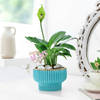 Graceful Mother's Day Peace Lily Plant