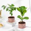 Gift Green Elegance Plant Duo Gift