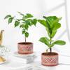 Green Elegance Plant Duo Gift