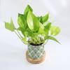 Shop Green Paradise - Money Plant With Pot
