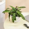 Gift Green Whispers Calathea Plant With White Vase