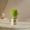 Gift Guiding Growth Two-Layer Bamboo Plant