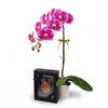 HALIA ORCHID - PHALAENOPSIS WITH BUKU DOA AL-QURAN Online