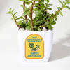 Gift Happy Birthday Jade Plant With Pot