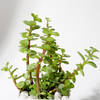 Buy Happy Birthday Jade Plant With Pot