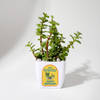 Happy Birthday Jade Plant With Pot