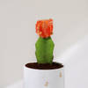 Shop Happy New Year - Moon Cactus Plant With Personalized Pot
