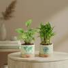 Gift Harmonious Duo Indoor Plant Set
