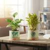 Harmonious Duo Indoor Plant Set