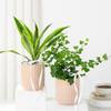 Gift Harmonious Plant Duo
