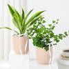 Buy Harmonious Plant Duo