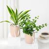 Harmonious Plant Duo Online