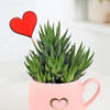 Gift Haworthia Plant With Cup Planter