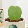 Shop Heartfelt Valentine's Day Hoya Plants With Planters