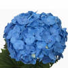 Hydrangea Bela (Bunch of 5) Online