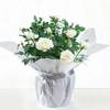 Ivory Whisper Rose Christmas Plant