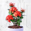Gift Ixora Flower Plant in Textured Plastic Planter