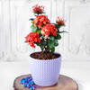 Buy Ixora Flower Plant in Textured Plastic Planter