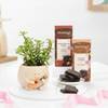 Jade Plant And Chocolates Combo