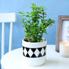 Jade Plant in Classy Planter