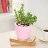 Gift Jade Plant In Concrete Heart Planter