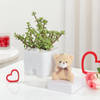 Gift Jade Plant With Self-Watering Planter And Mini Teddy Bear