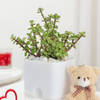 Shop Jade Plant With Self-Watering Planter And Mini Teddy Bear