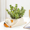 Gift Jade Plant With Sleepy Pup Planter