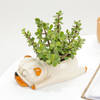 Buy Jade Plant With Sleepy Pup Planter