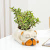 Shop Jade Plant With Sleepy Pup Planter
