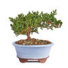 Japanese Juniper Bonsai Tree