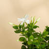 Shop Jasmine Plant With Black Planter