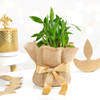 Shop Kaju Katli And Cashews In Potli And Diyas With Bamboo Plant