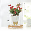 Shop Kalanchoe Plant In Golden Bow Planter
